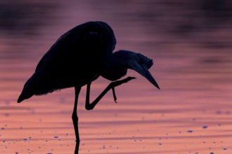 Grey heron, (Ardea cinerea), gray heron standing in shallow water, in front of sunrise, Lusatia,