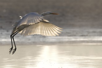 Great Egret, (Egretta alba), Great Egret in flight, back light, Lusatia, Saxony, Germany