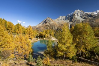 Lac Bleu with autumnal larches, Evolene, Val d'Herens, Canton of Valais, Switzerland