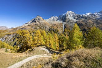 Autumn larches with mountain views, Evolene, Val d'Herens, Canton of Valais, Switzerland
