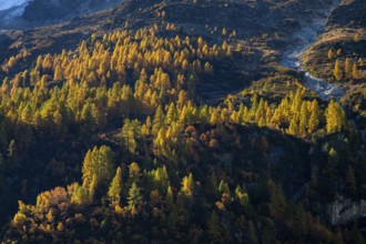 Autumn larches on a mountainside, Val d'Herens, Canton of Valais, Switzerland