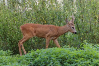A roe buck (Capreolus capreolus) crosses a nettle thicket. Bavaria, Germany