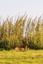A roe buck (Capreolus capreolus) rests next to a nettle thicket on a sunny morning. Bavaria,