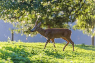 A roe buck (Capreolus capreolus) walks across a green meadow with trees on a sunny day. Bavaria,