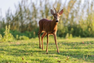 A roe buck (Capreolus capreolus) walks across a green meadowon a sunny day. A nettle bush can be