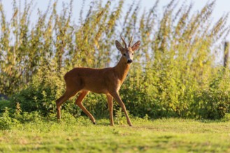 A roe buck (Capreolus capreolus) stands next to a nettle thicket on a sunny morning. Bavaria,