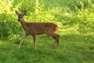 A roe deer (Capreolus capreolus) runs past a nettle bush on a sunny morning. Bavaria, Germany