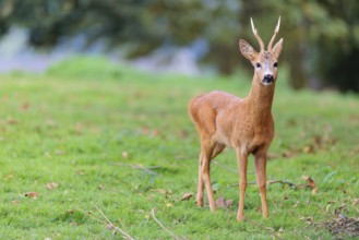 A roe buck (Capreolus capreolus) stands alertly in a green meadow. Bavaria, Germany