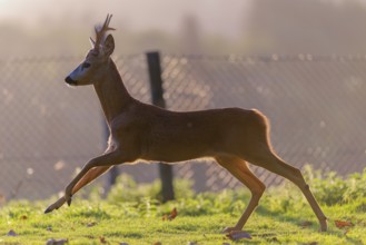 A roe buck (Capreolus capreolus) runs across a green meadow on a sunny day. A fence can be seen in