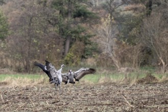 Cranes (Grus grus), fighting, Lower Saxony, Germany