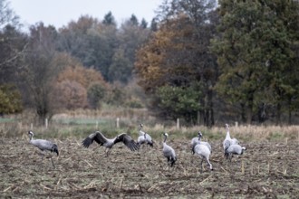 Cranes (Grus grus), Lower Saxony, Germany