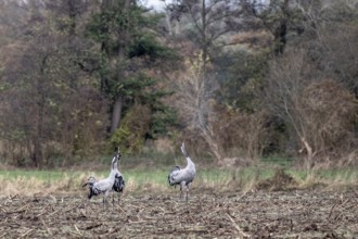 Cranes (Grus grus), calling, Lower Saxony, Germany