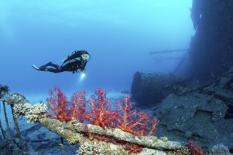 Diver, diver, looking at Klunzinger's soft coral (Dendronephthya) on wreck, shipwreck, Chrisoula K,