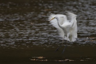 A great egret (Ardea alba) landing on water, wings blurred, Hesse, Germany