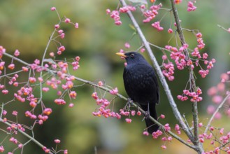 A common blackbird (Turdus merula) sits in a European spindle tree (Euonymus europaeus), and eats
