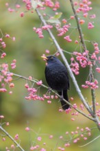 A common blackbird (Turdus merula) sits in a European spindle tree (Euonymus europaeus), and eats