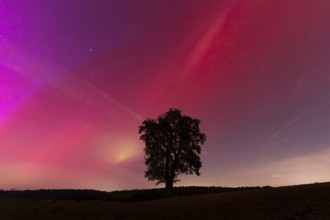 A solitary pear tree at night with aurora borealis. Rhein-Neckar District, Baden-Württemberg,