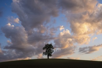 A solitary pear tree in a field, evening, sunset, eye-catching cloudy sky. Rhein-Neckar District,