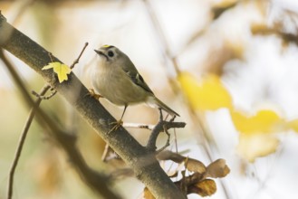 A winter golden chicken (Regulus regulus) sits on a branch in a backdrop of yellow leaves and soft