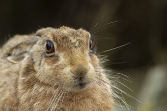 European brown hare (Lepus europaeus) adult animal head portrait, England, United Kingdom
