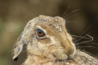 European brown hare (Lepus europaeus) adult animal washing itself, England, United Kingdom