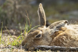European brown hare (Lepus europaeus) adult animal resting, England, United Kingdom