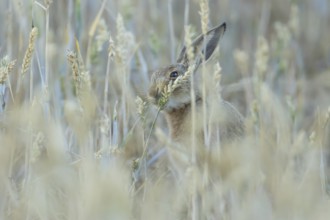 European brown hare (Lepus europaeus) adult animal eating a wheat plant sheath in a farmland field