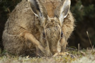 European brown hare (Lepus europaeus) adult animal washing its foot, England, United Kingdom