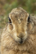 European brown hare (Lepus europaeus) adult animal head portrait, England, United Kingdom