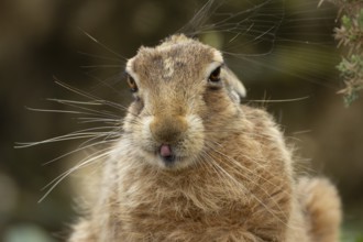 European brown hare (Lepus europaeus) adult animal showing humour or funny behaviour sticking its