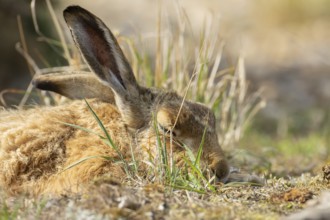European brown hare (Lepus europaeus) adult animal sleeping, England, United Kingdom