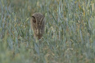 European brown hare (Lepus europaeus) adult animal running in a farmland wheat crop field in