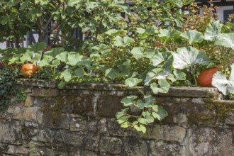 Pumpkin plant growing over a sandstone wall, Hohwiller, German Hohweiler, Alsace, France