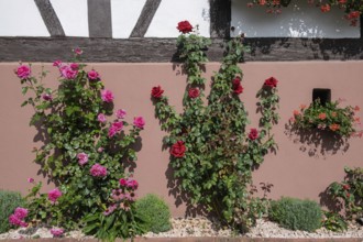 Blooming roses in front of a half-timbered house wall with pink and red rose bushes, Hohwiller, in