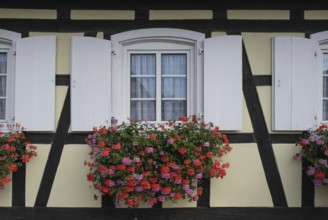 Window with floral decoration, half-timbered house, Alsace, France