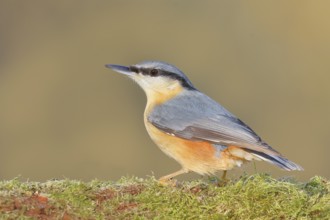Nuthatch (Sitta europaea) on moss-covered roots, wildlife, woodpeckers, nature photography,