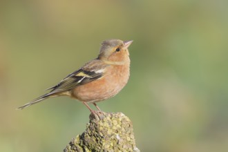Chaffinch (Fringilla coelebs), adult male sitting attentively on a stone in the garden, winter