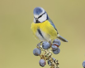 Blue tit (Parus caeruleus) sitting on lichen-covered sloes (Prunus spinosa) branch, wildlife,