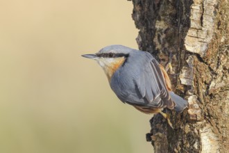 Nuthatch (Sitta europaea) on a birch tree, wildlife, woodpeckers, nature photography, Neunkirchen,