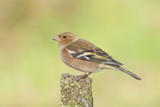 Chaffinch (Fringilla coelebs), adult male sitting on a stone in the garden, winter dress, wildlife,