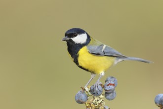 Great tit (Parus major), male sitting on lichen-covered sloes (Prunus spinosa) branch, wildlife,