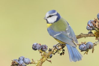 Blue tit (Parus caeruleus) sitting on lichen-covered sloes (Prunus spinosa) branch, wildlife,