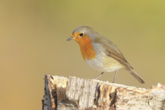Robin (Erithacus rubecula), foraging, winter feeding, sitting on a birch trunk, songbirds, animals,