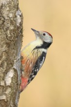 Middle woodpecker (Dendrocopos medius), on a birch tree, wildlife, woodpeckers, nature photography,
