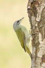 Grey woodpecker (Picus canus), male on a birch tree, wildlife, woodpeckers, nature photography,