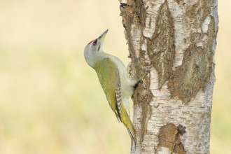 Grey woodpecker (Picus canus), male on a birch tree, wildlife, woodpeckers, nature photography,