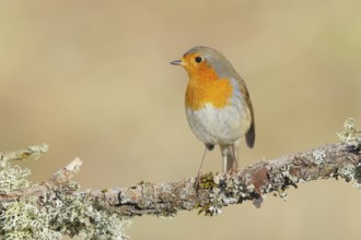 Robin (Erithacus rubecula), foraging, winter feeding, sitting on lichen-covered branch, songbirds,