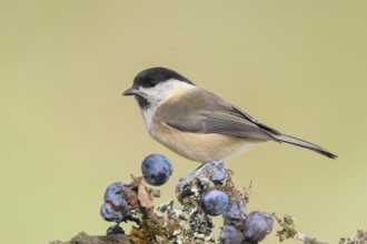 Willow tit (Parus montanus) sitting on lichen-covered sloes (Prunus spinosa) branch, wildlife,