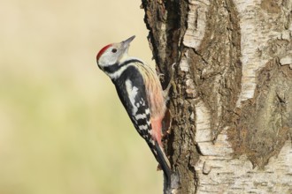 Middle woodpecker (Dendrocopos medius), on a birch tree, wildlife, woodpeckers, nature photography,