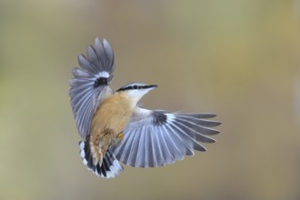Nuthatch (Sitta europaea), in flight, side flight view, wildlife, hight speed photo, nature